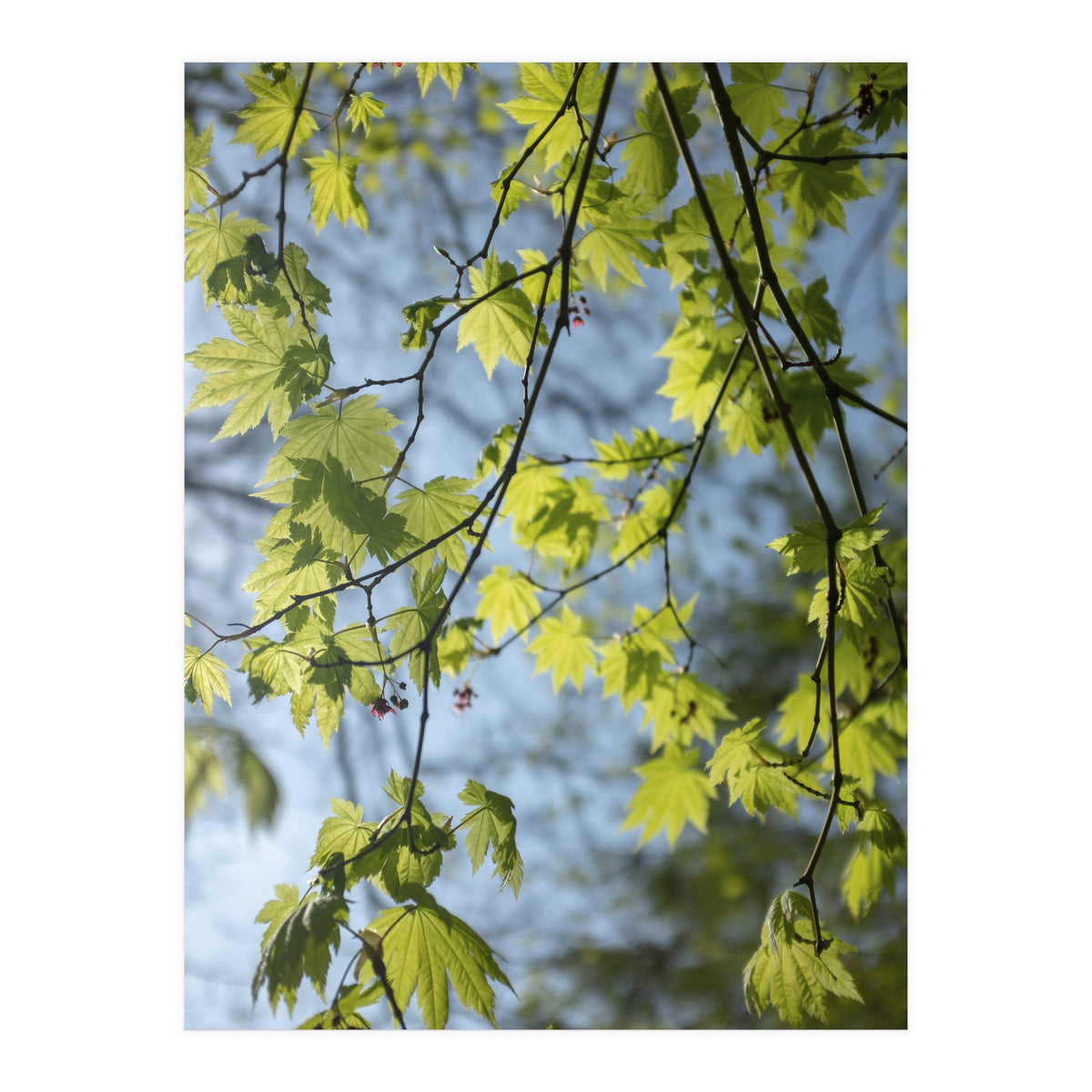 Wellbeing (Print Only)