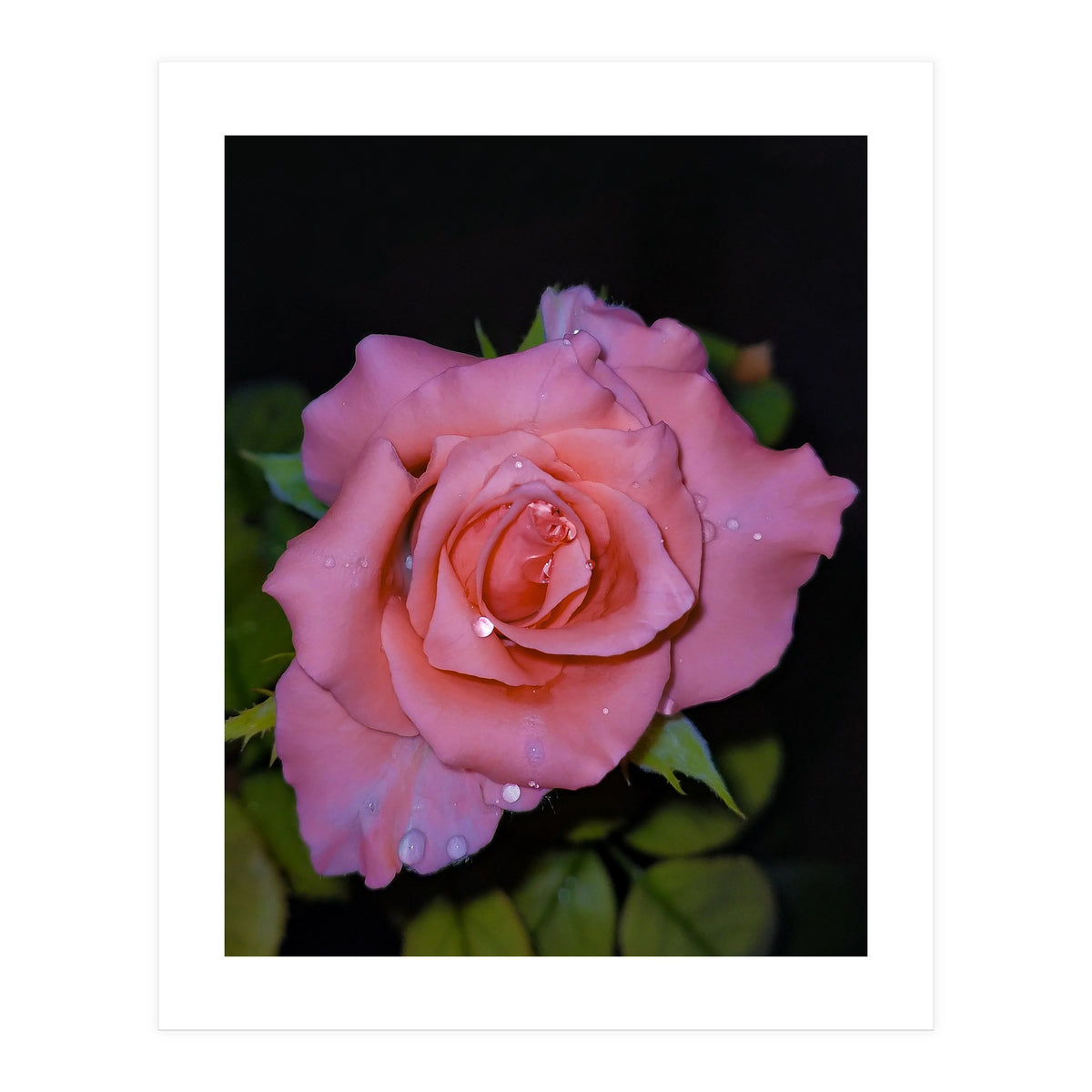 Pink Dew Rose (Print Only)