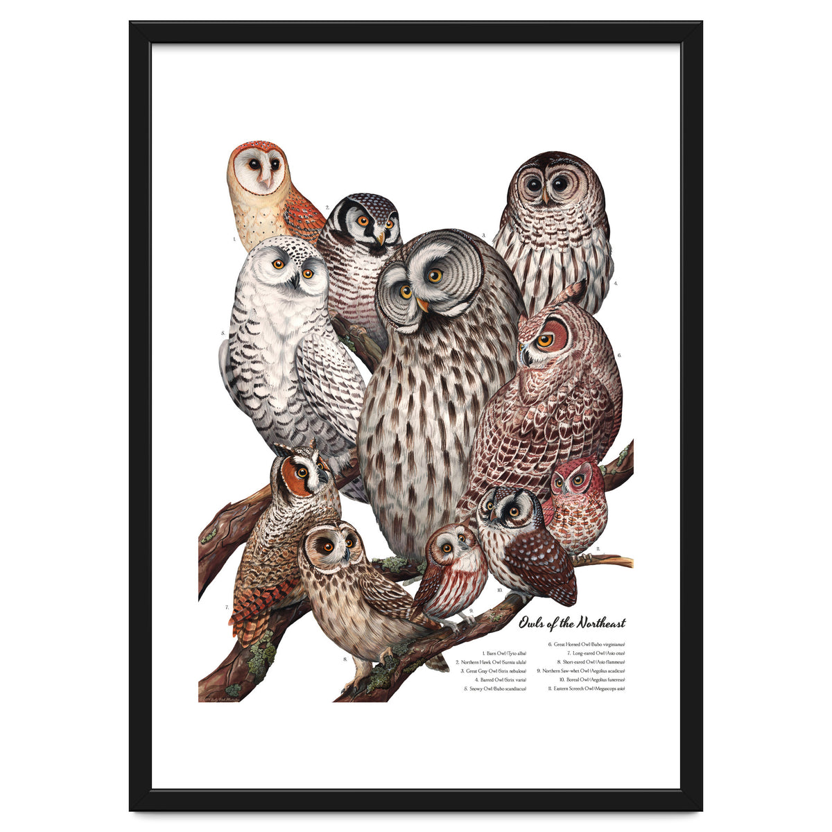 Owls Of The Northeast