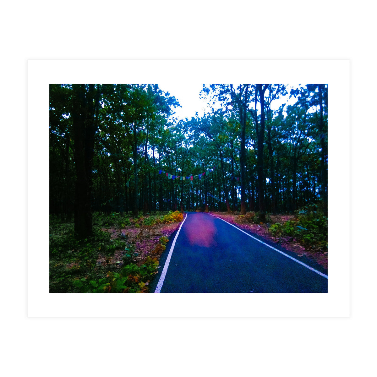 Into The Wild (Print Only)