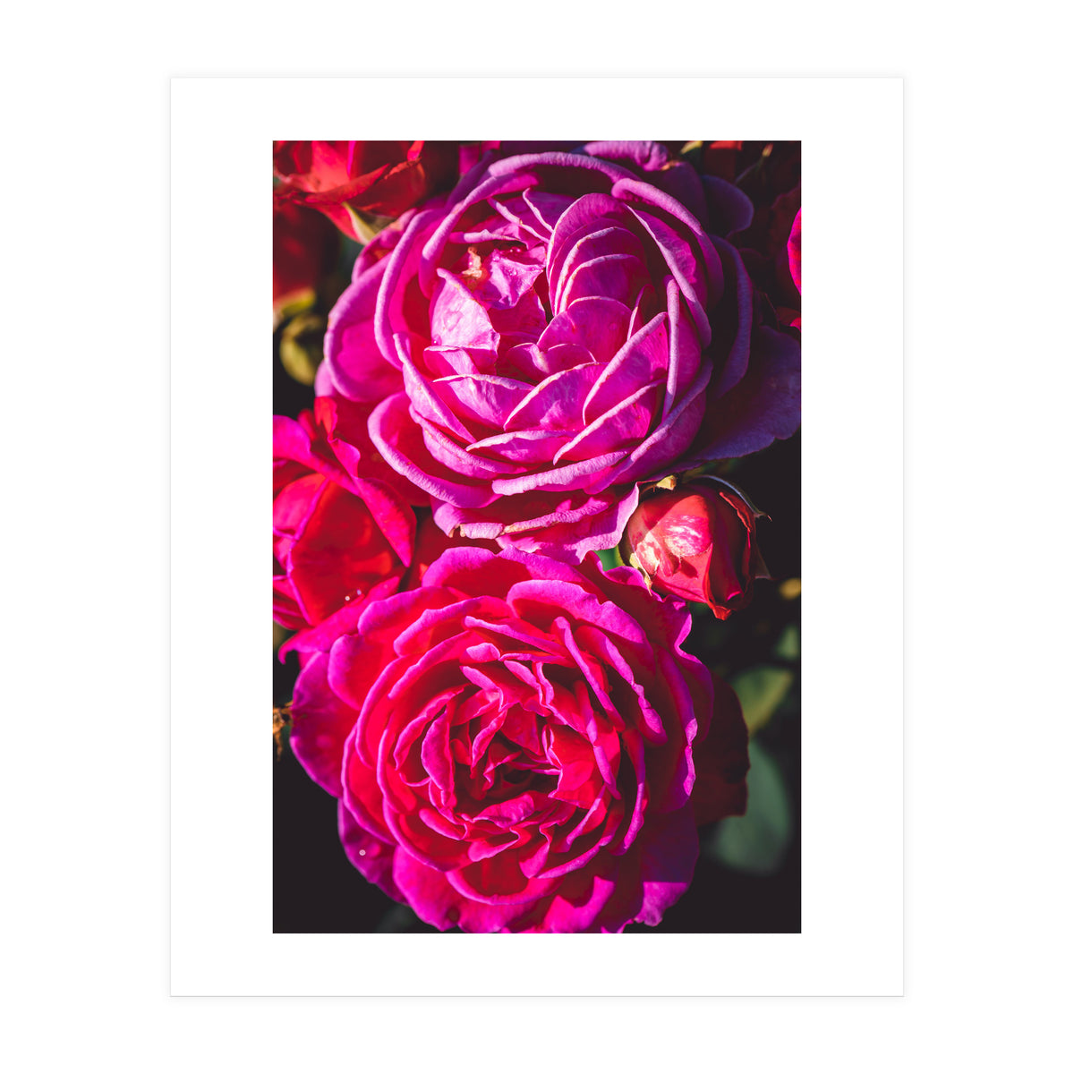 Rose Flowers  (Print Only)