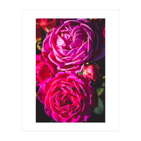 Rose Flowers  (Print Only)