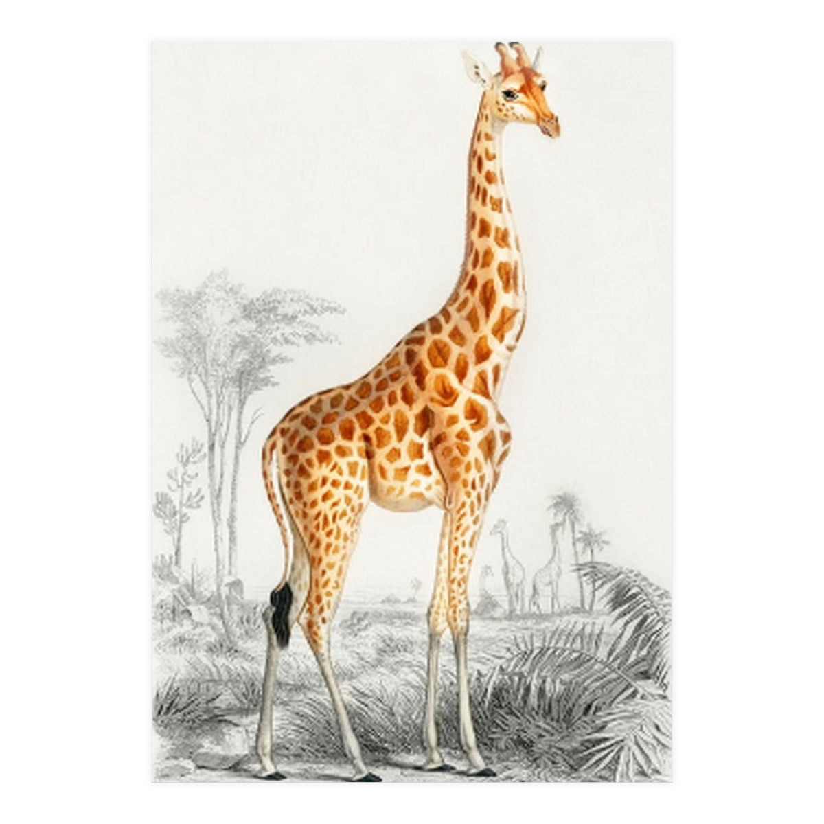 Giraffe illustration (Print Only)