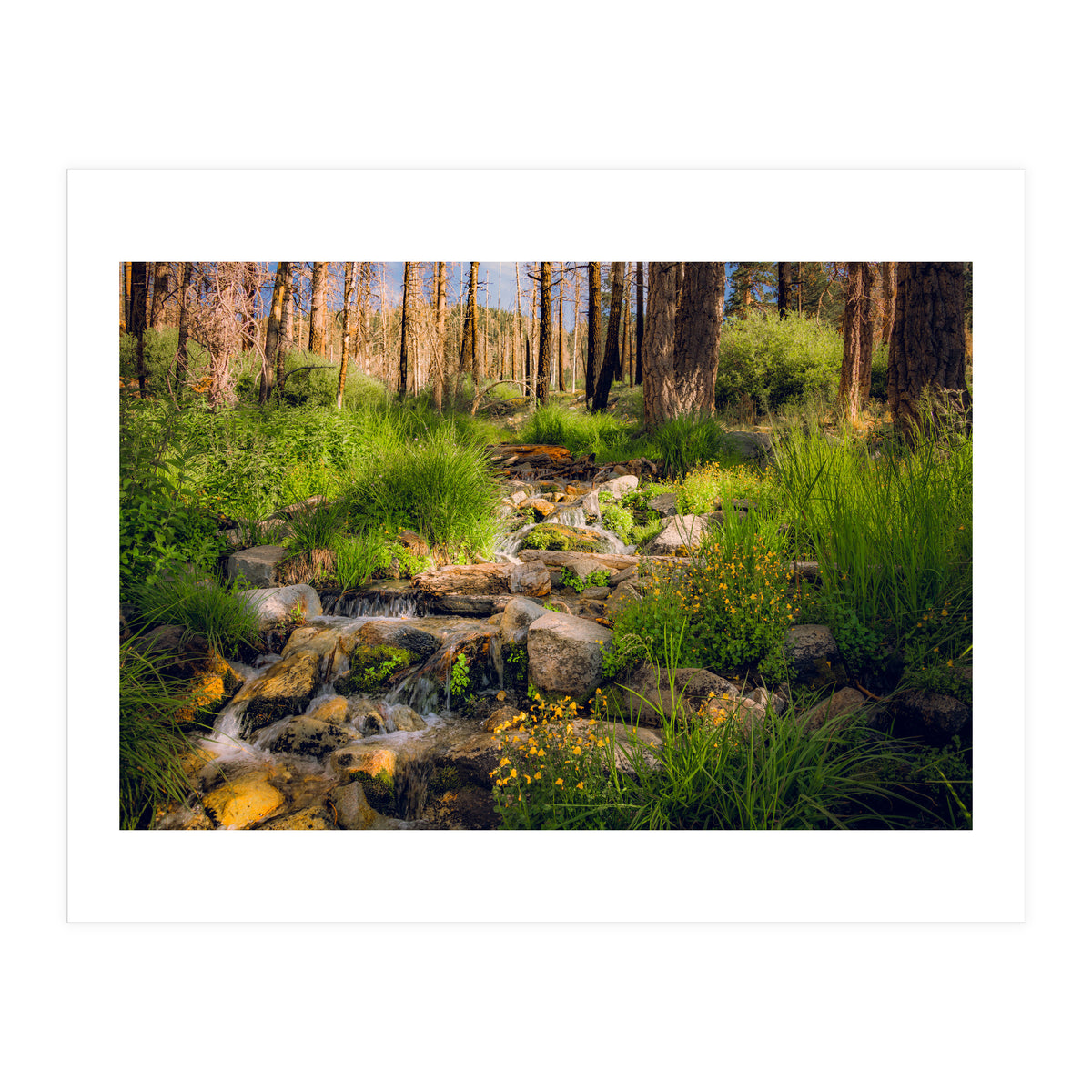 San Gorgonio Stream (Print Only)