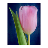 Tulip (Print Only) thumbnail