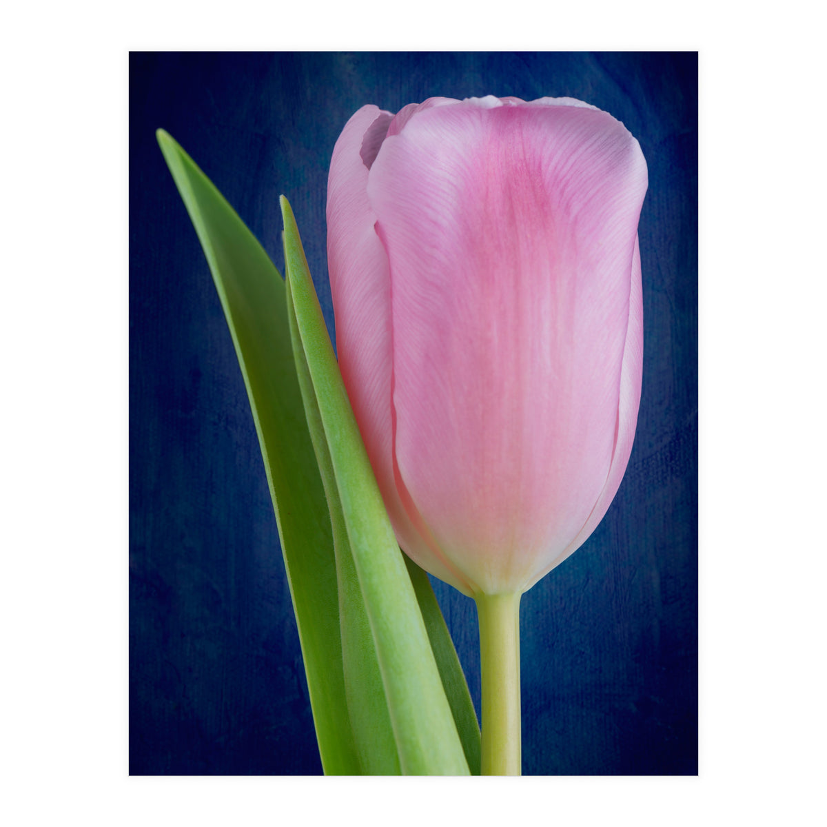 Tulip (Print Only)