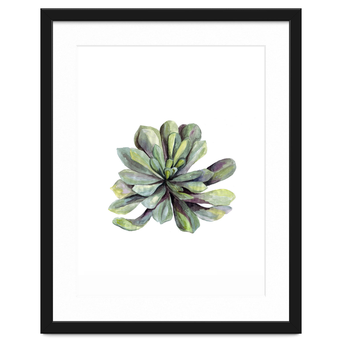Botanical Illustration Succulent