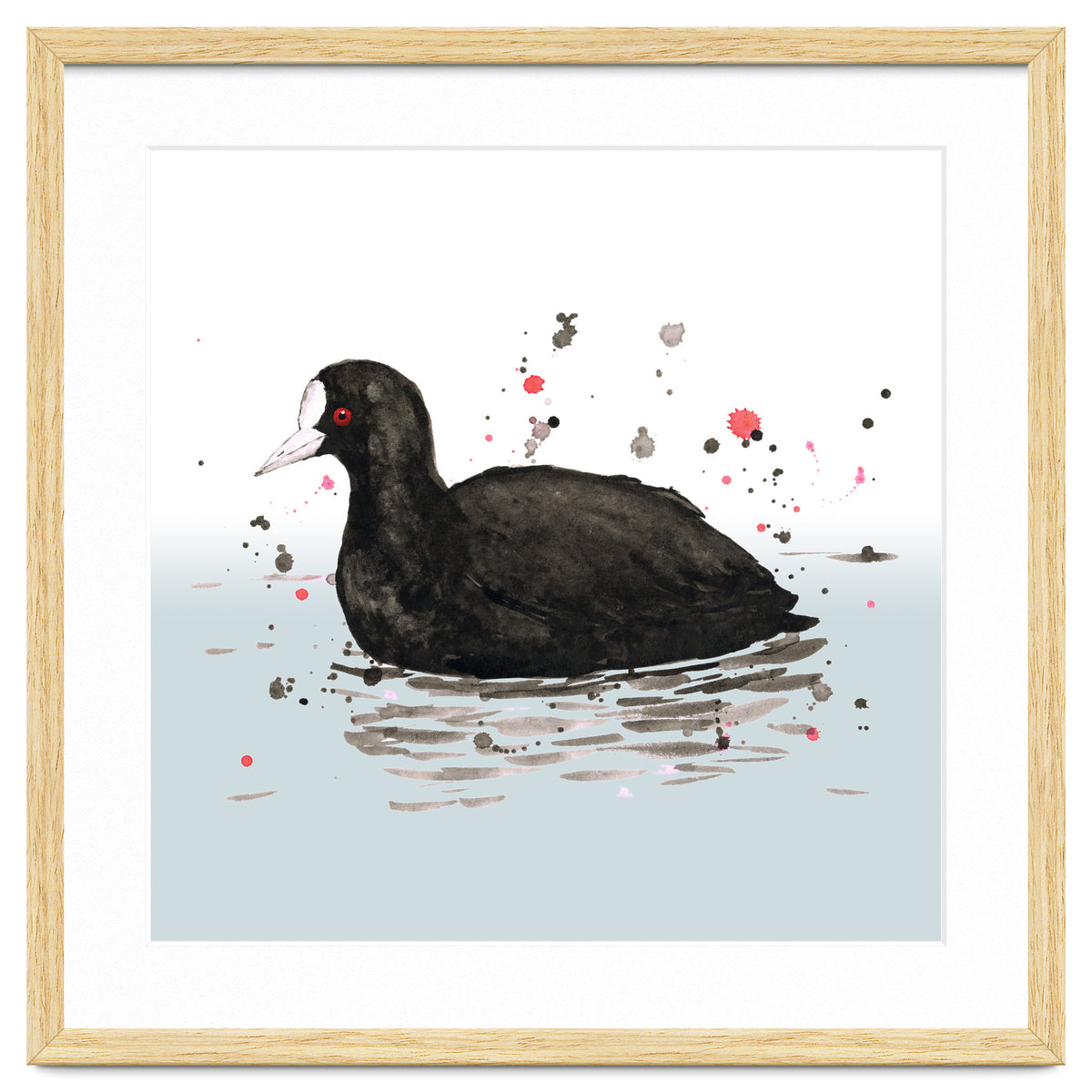 Common coot