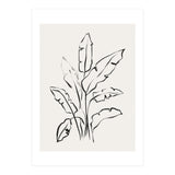 Banana Leafs Drawing (Print Only) thumbnail