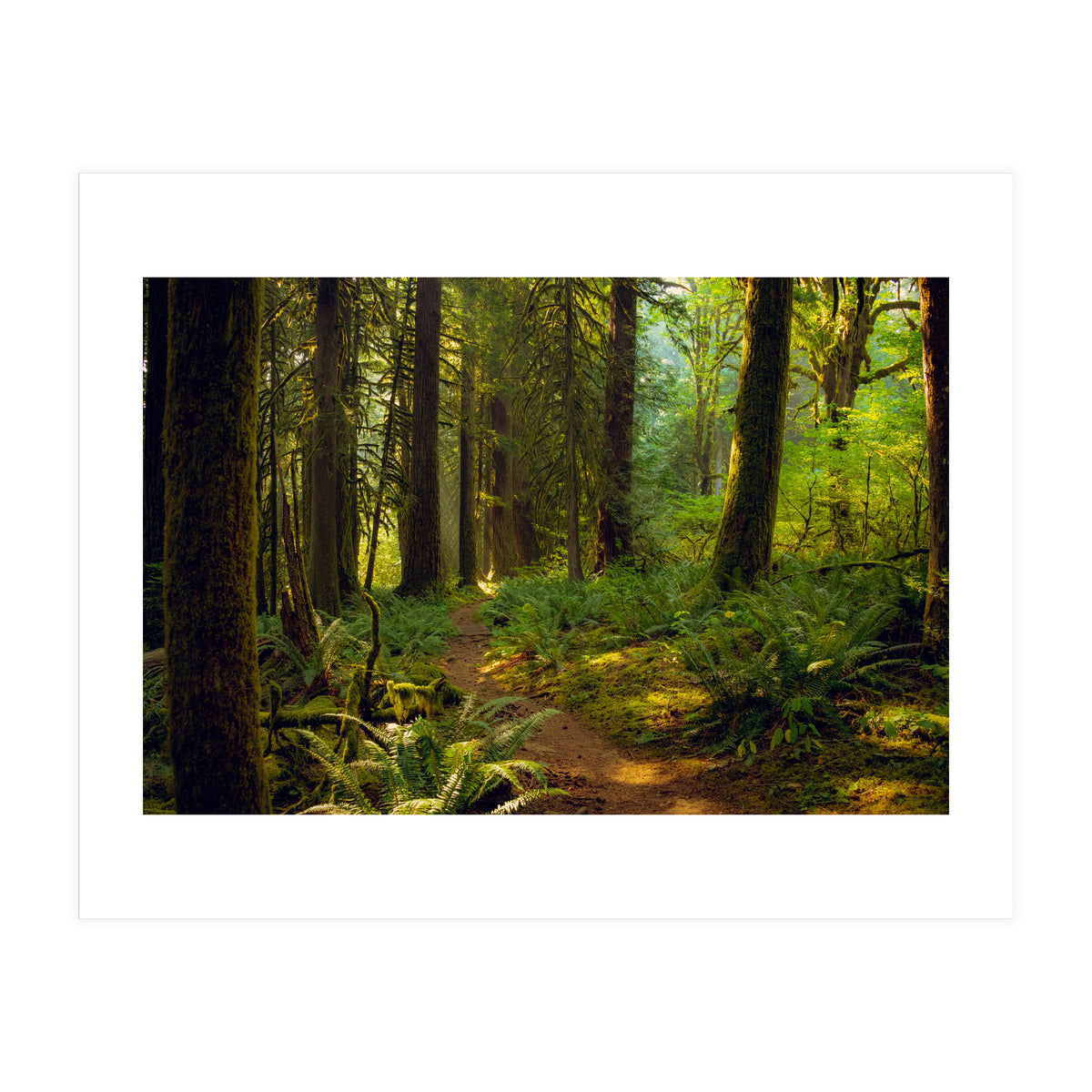 Old Growth Forest (Print Only)