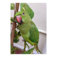 Posing Indian Parrot (Print Only)