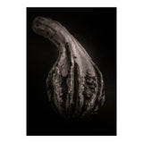 Gourds No 2 (Print Only) thumbnail