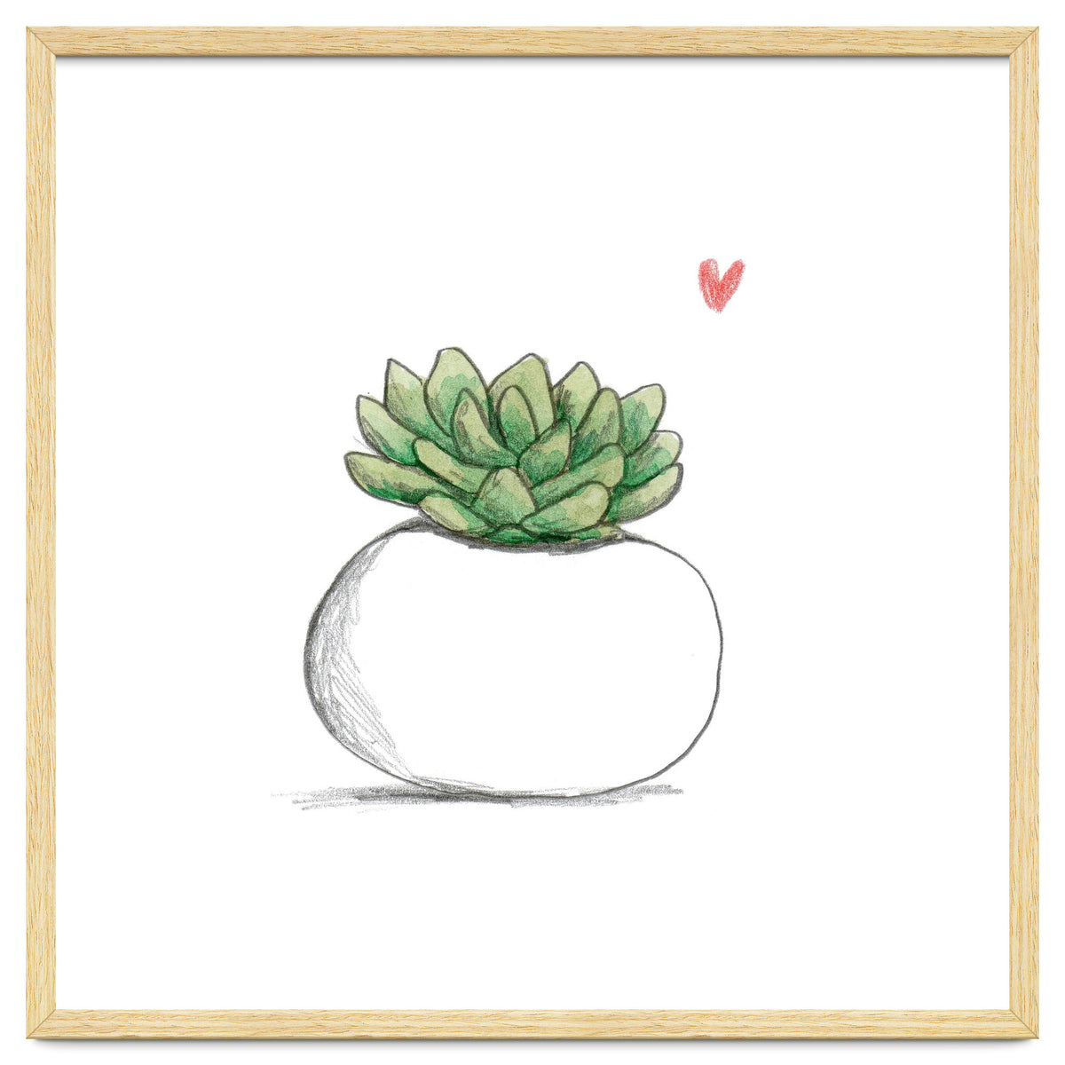 Succulent in Small White Planter