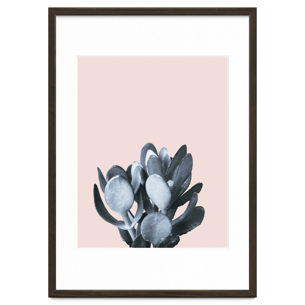 Cactus collection BL-II