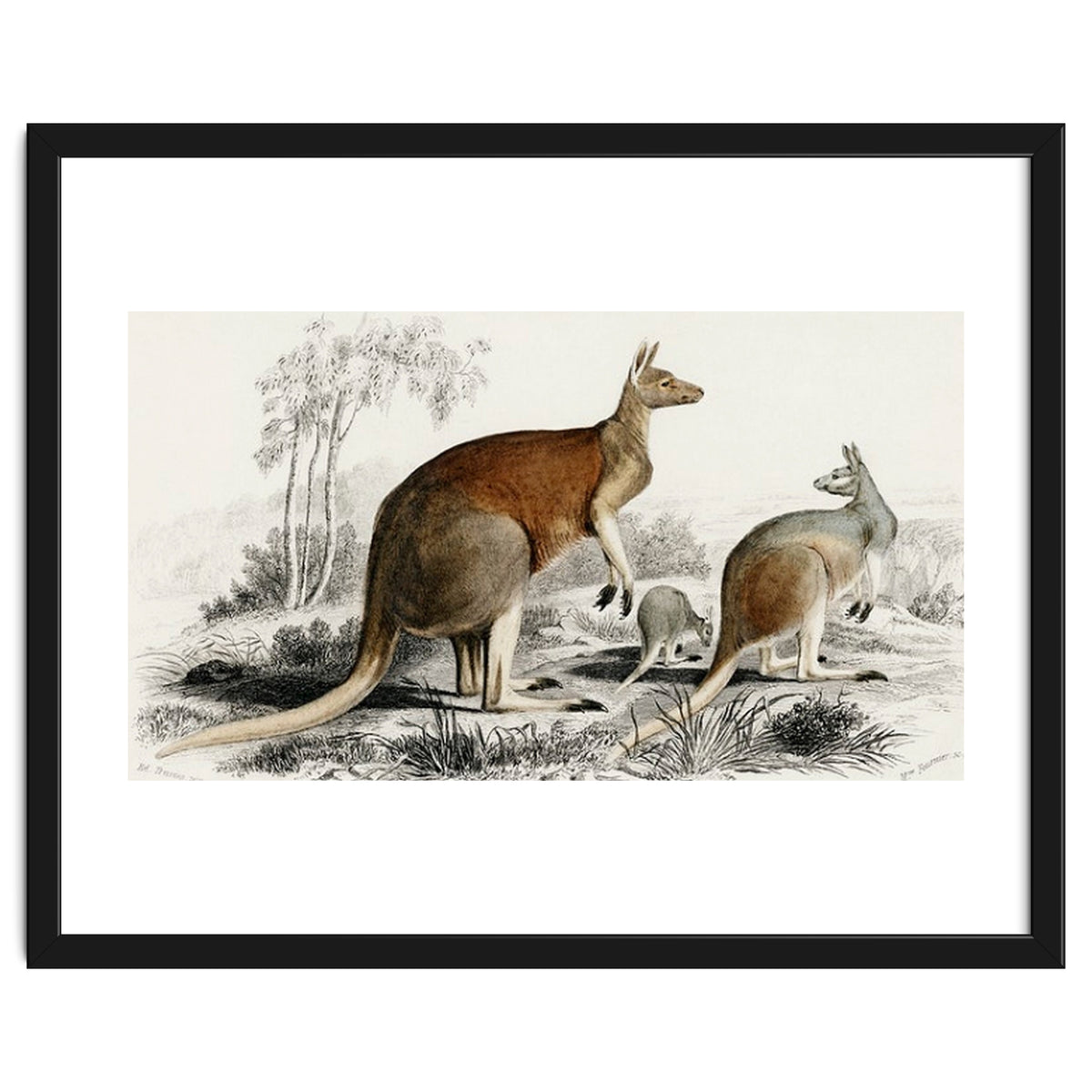 The red kangaroo illustrated