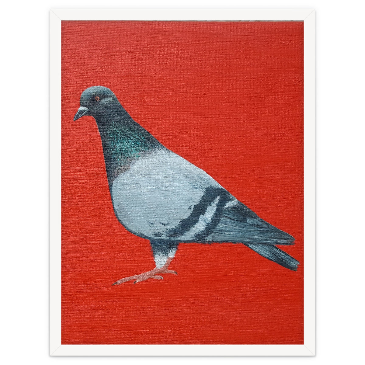 Pigeon