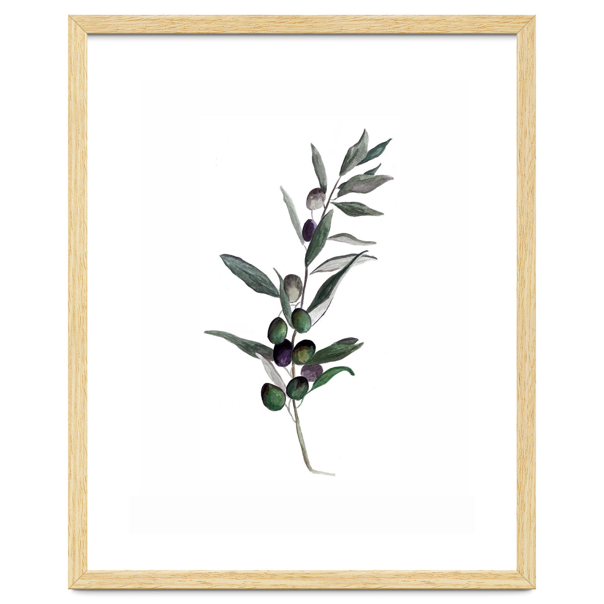 Botanical Illustration Olive