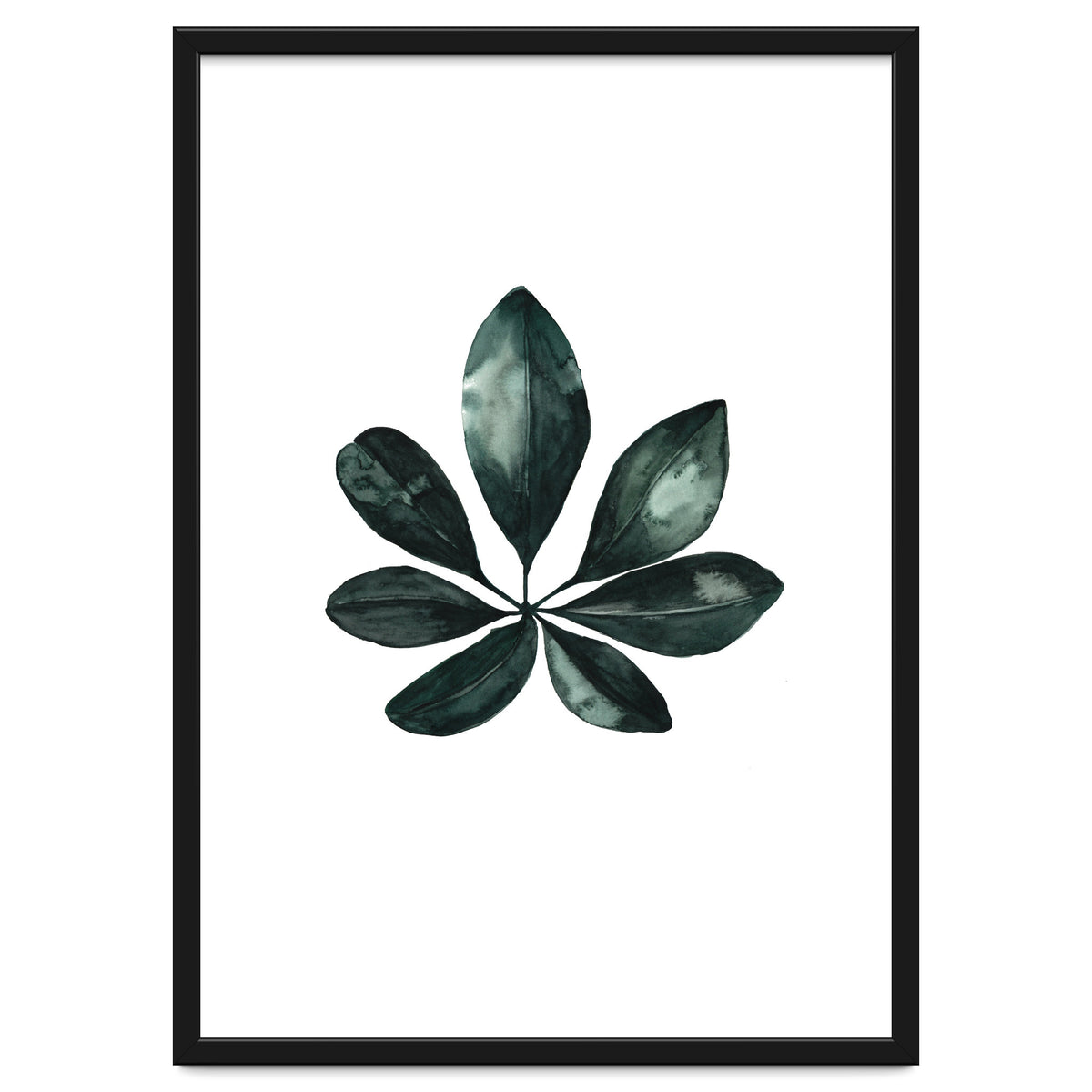 Botanical Illustration Arboricola Schefflera