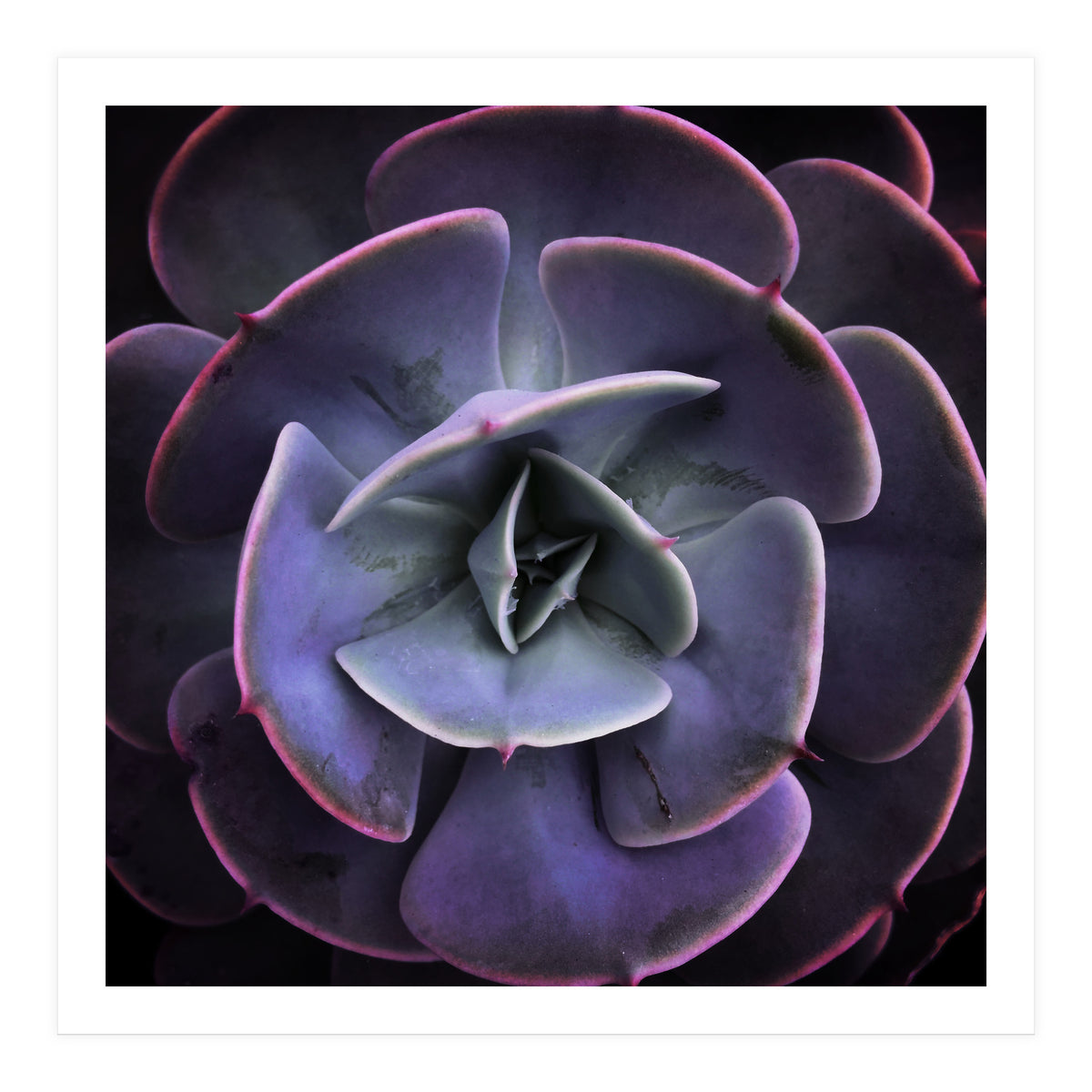 DARKSIDE OF SUCCULENTS VII (Print Only)
