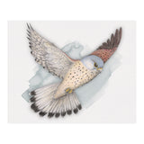 Flying Kestrel (Print Only) thumbnail