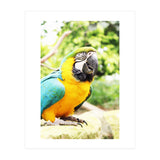 Parrot (Print Only) thumbnail
