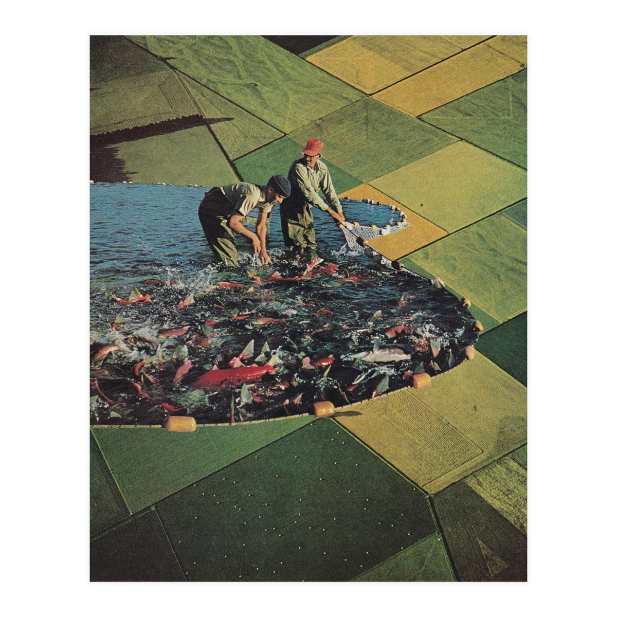 Salmon Farm (Print Only)