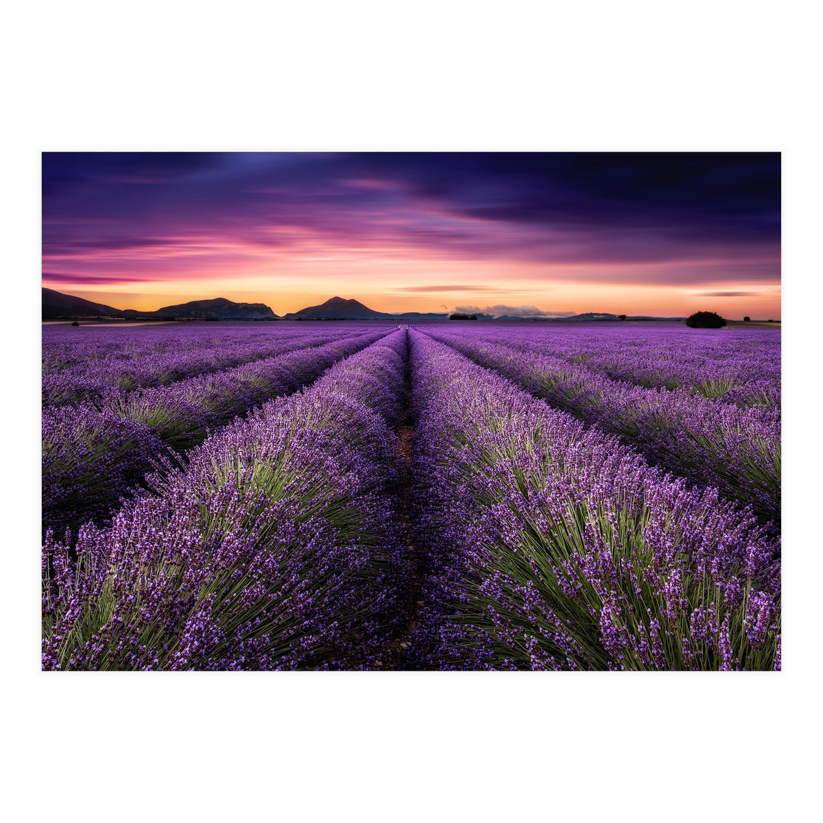 Mindfulness (Print Only)