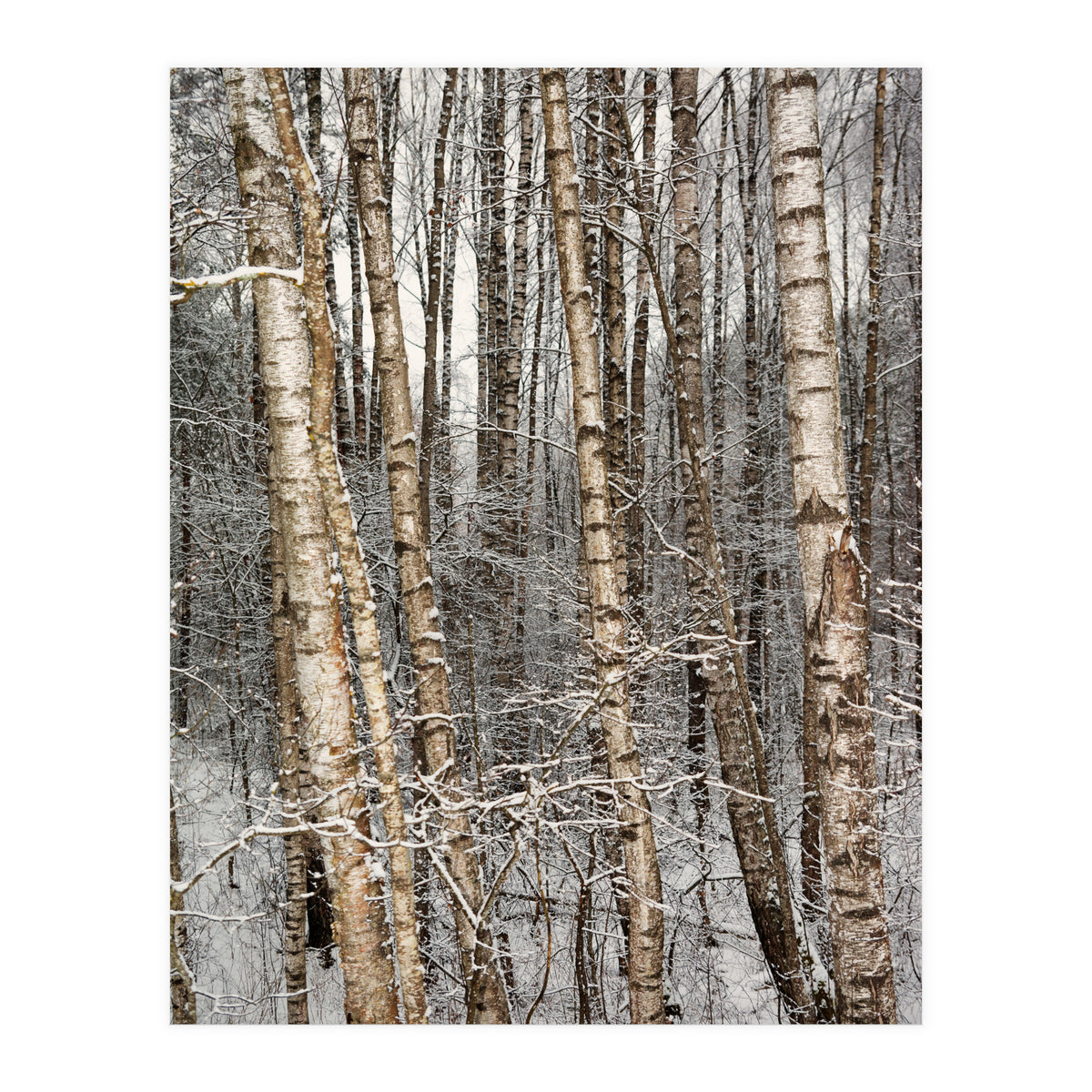 Birches (Print Only)