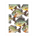 Lake Sunfish (Print Only) thumbnail