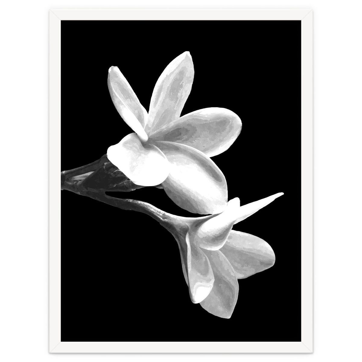 Black and White Flowers