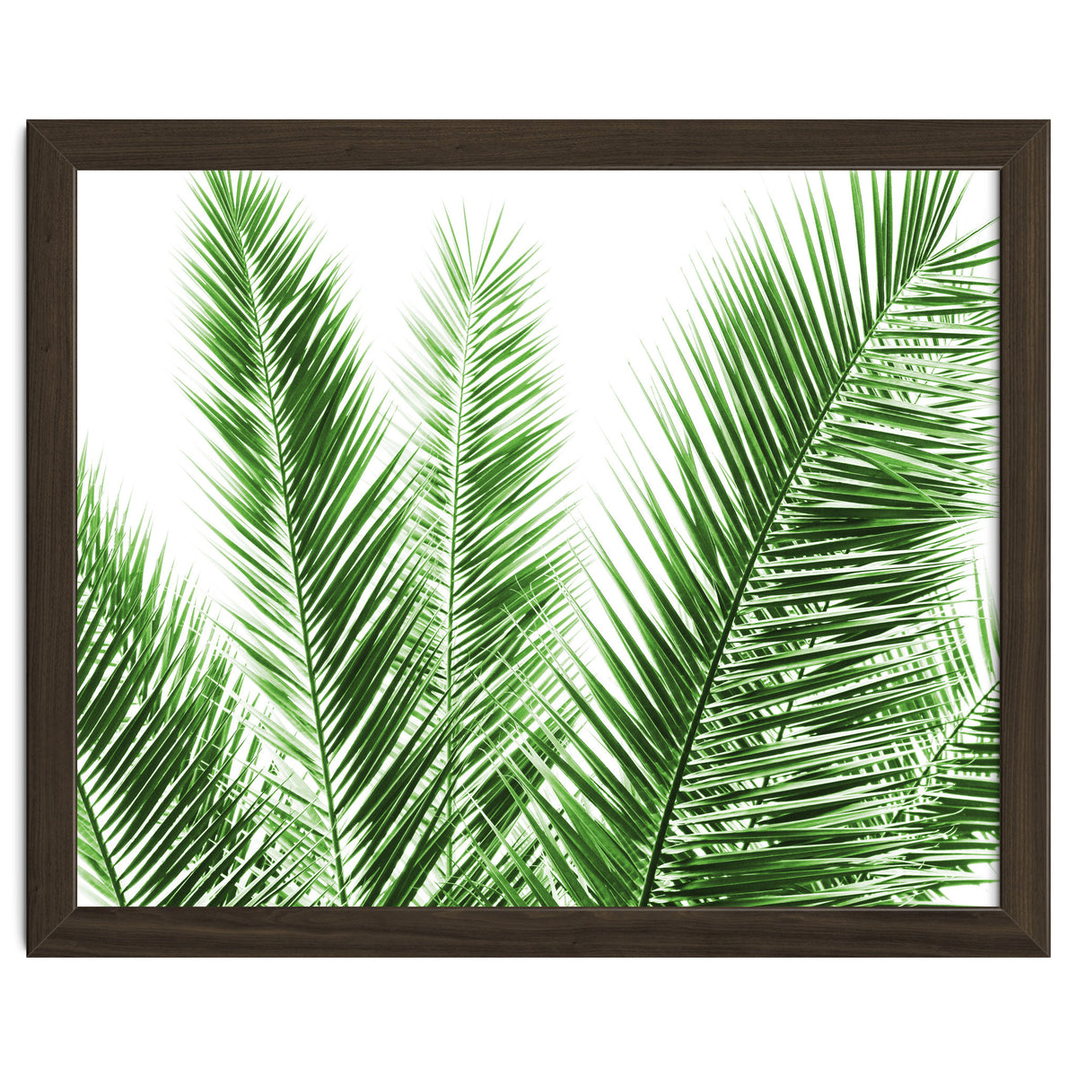 Palm Leaves