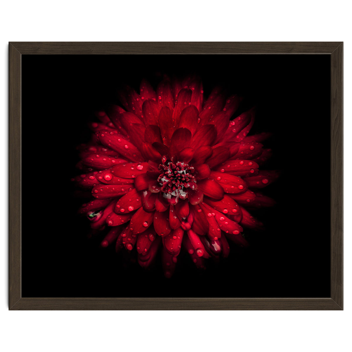 Backyard Flowers 45 Color Version