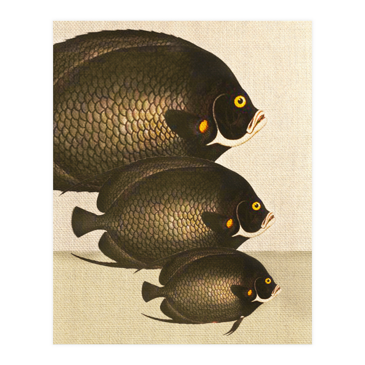 Fish Classic Designs 11 (Print Only)