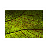 Leaf (Print Only) thumbnail