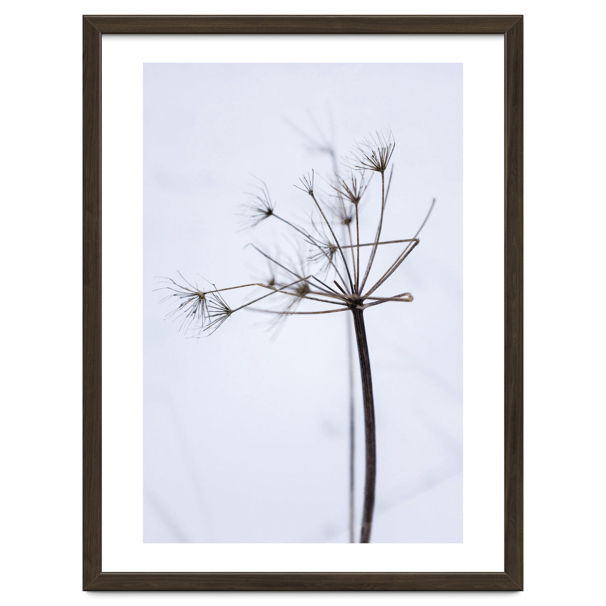 Wildflower in Winter