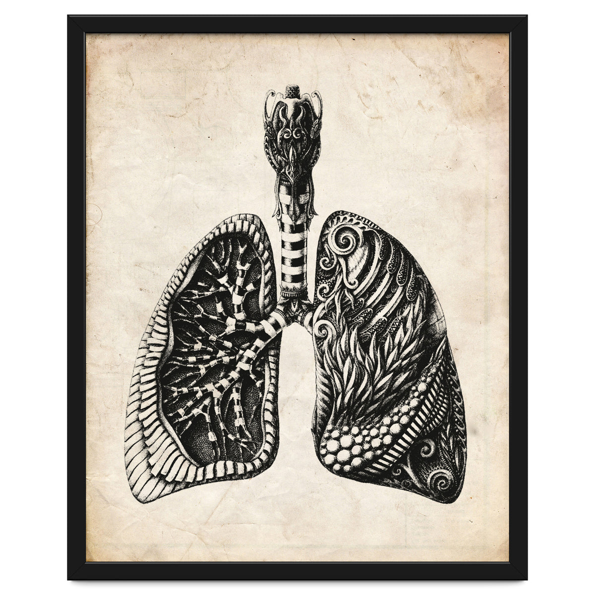 Lungs Anatomy
