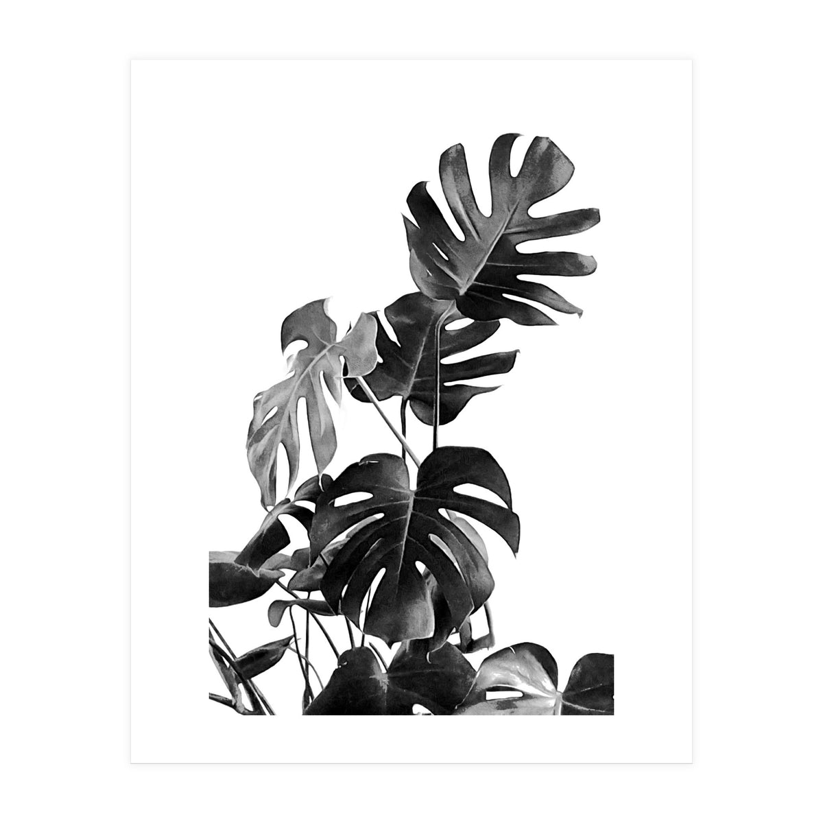 Monstera Black And White 09 (Print Only)
