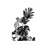 Monstera Black And White 09 (Print Only)