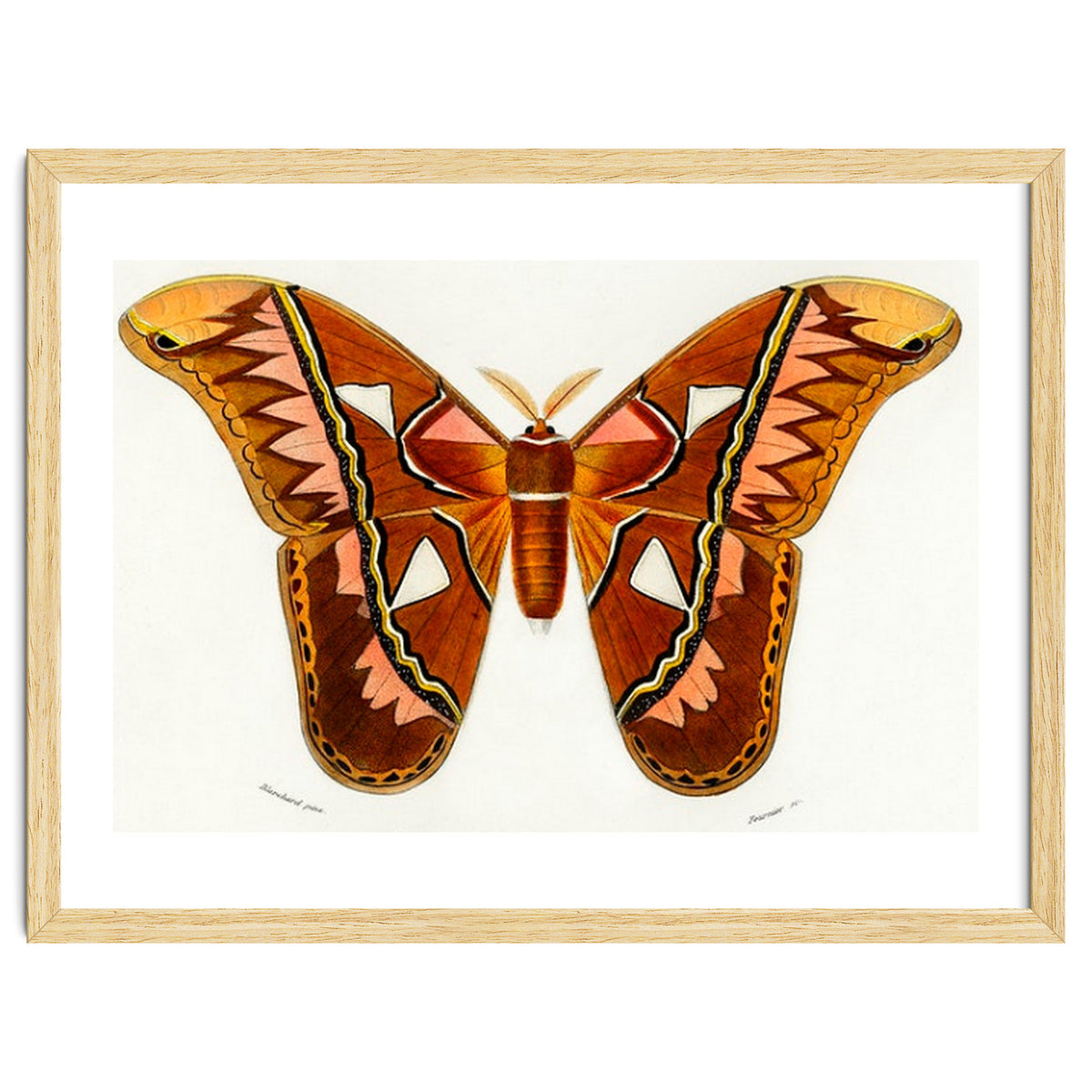 Attacus Atlas Moth illustrated
