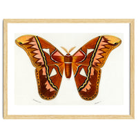 Attacus Atlas Moth illustrated