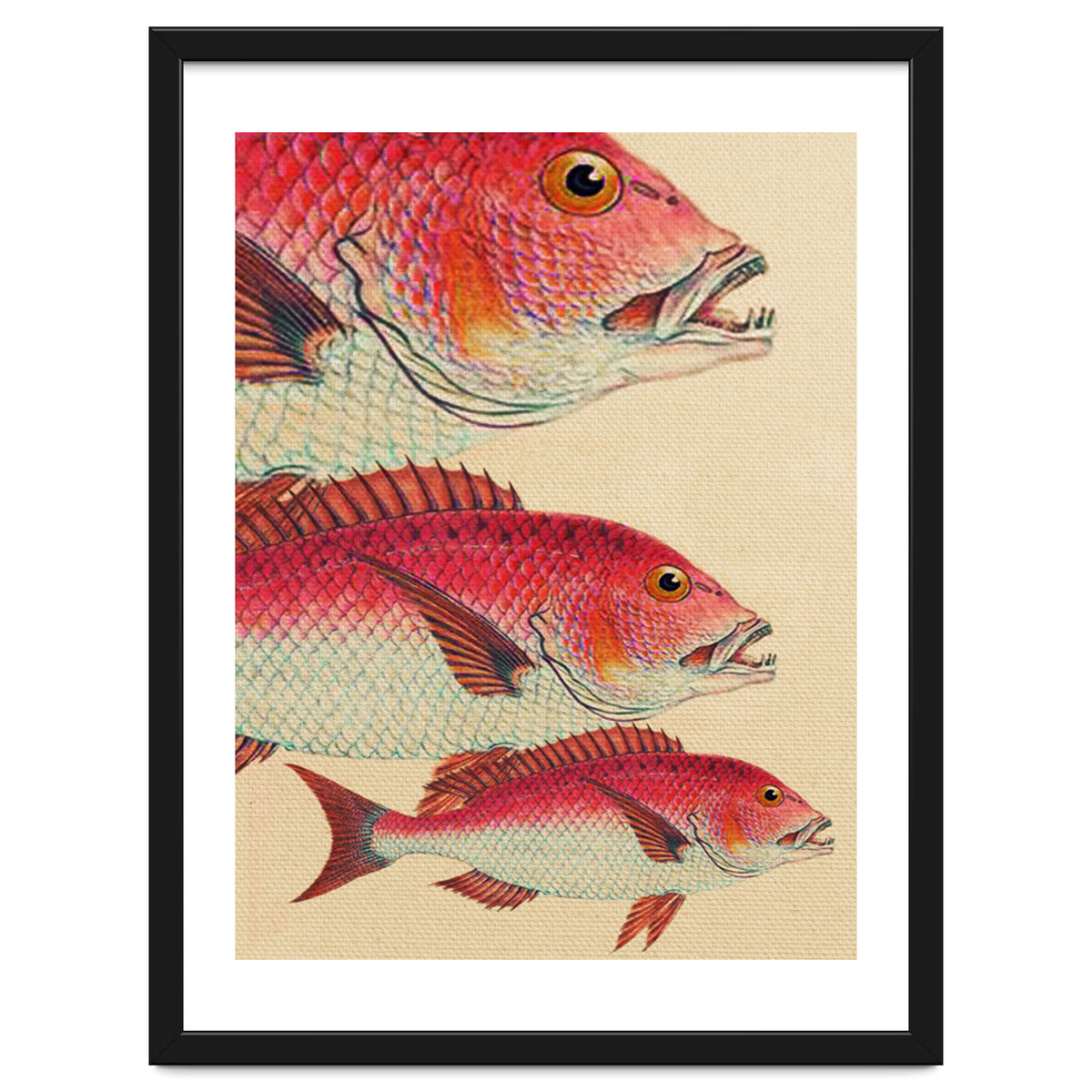 Fish Classic Designs 7