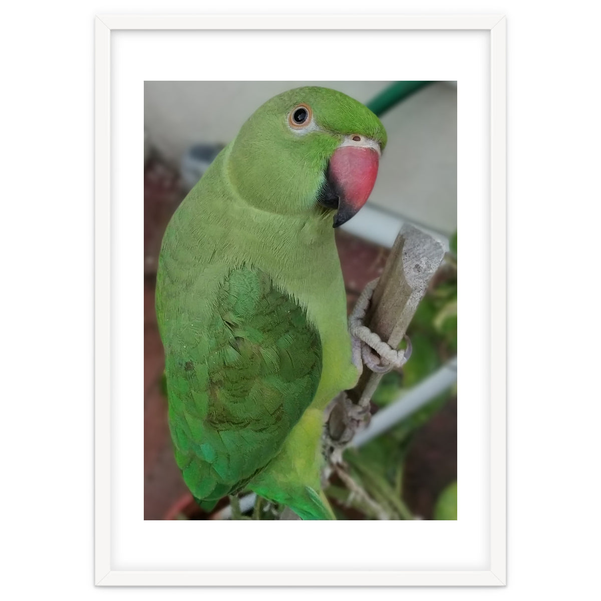 Lucky Indian Parakeet