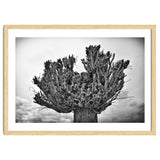 Cut down tree top thumbnail