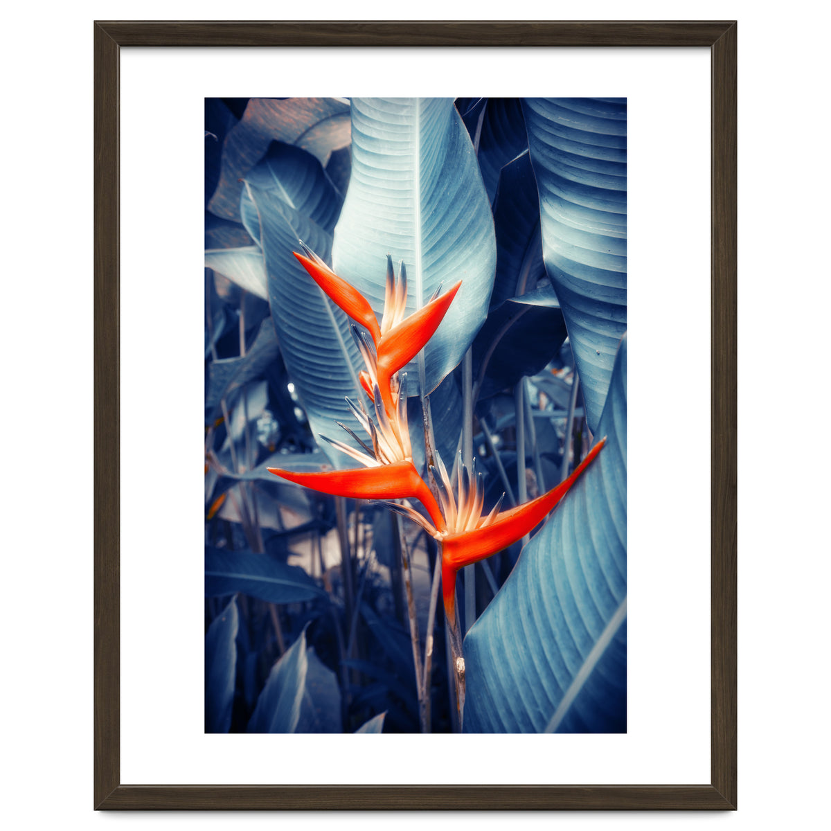 Parakeet Tropical Flower