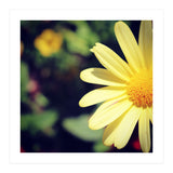 Summer flora (Print Only) thumbnail