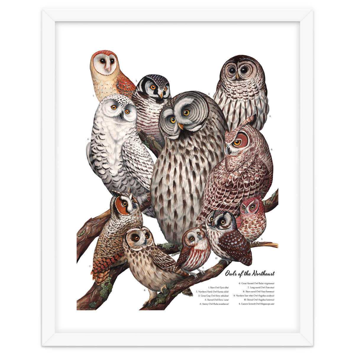 Owls Of The Northeast