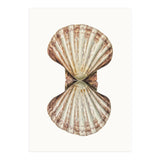 Cc Shell 06 (Print Only) thumbnail
