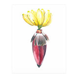 Botanical Illustration Banana (Print Only) thumbnail
