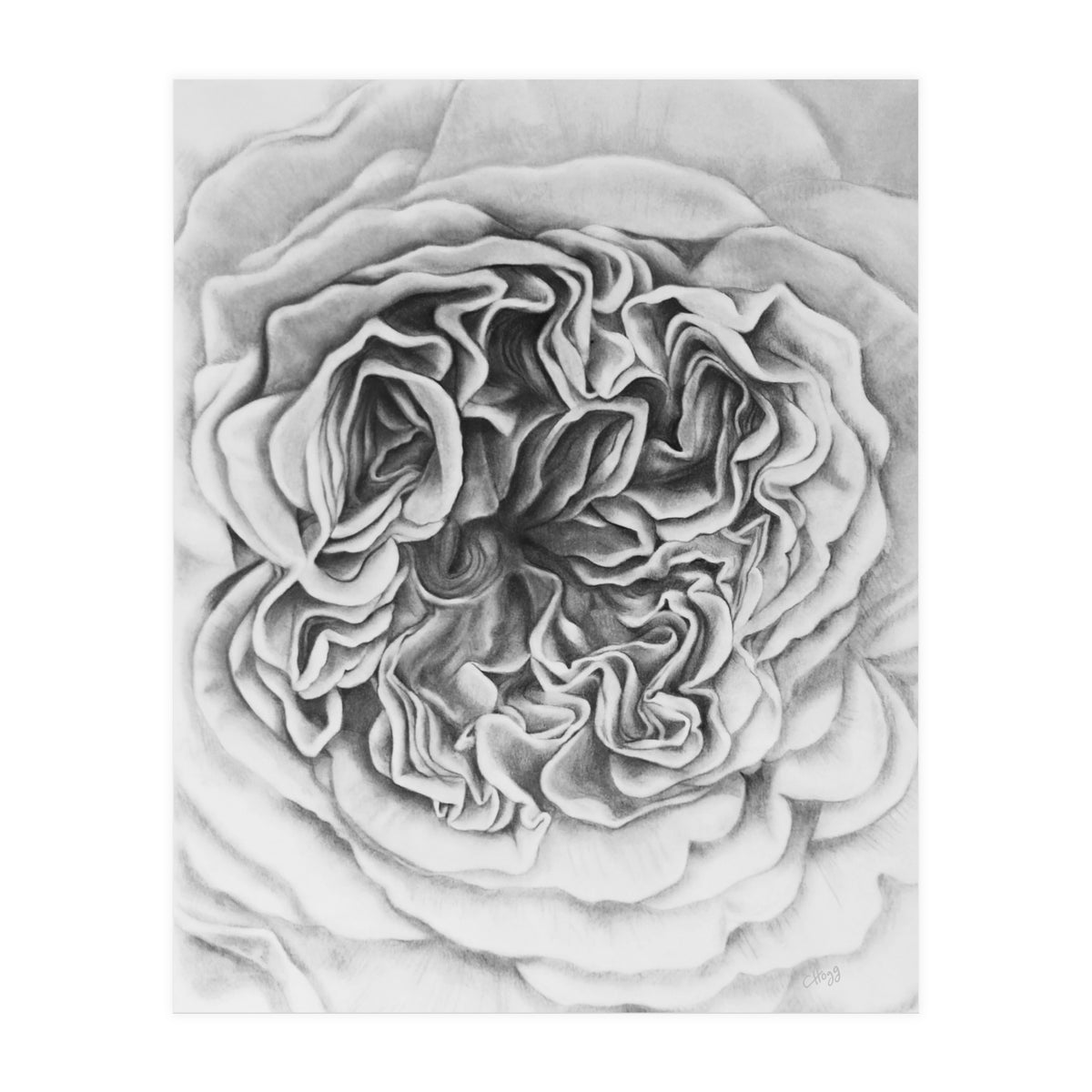 A Rose in Monochrome (Print Only)