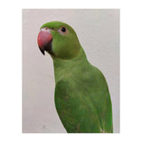 Cute Indian Parakeet (Print Only) thumbnail